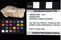 Foto (Objket + Etiketten) von Decapoda indet. 